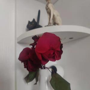 看亚洲老女人逼的视屏
